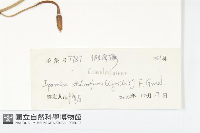 厚葉牽牛藏品圖，第3張