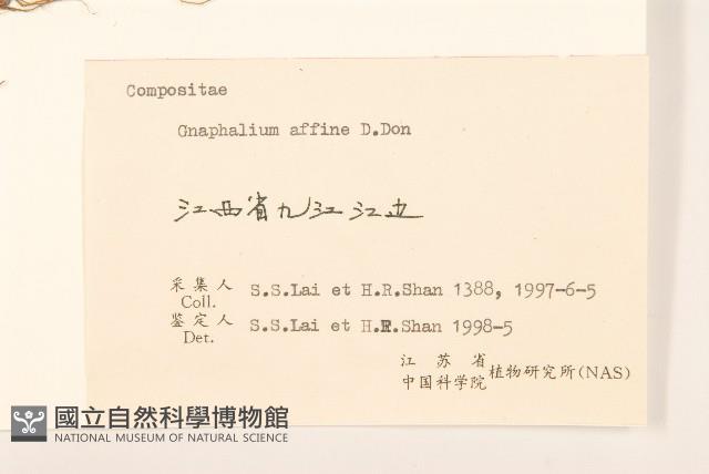 鼠麴草藏品圖，第3張