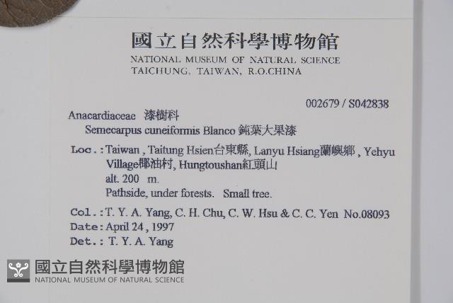 鈍葉大果漆, 小葉大果漆藏品圖，第2張