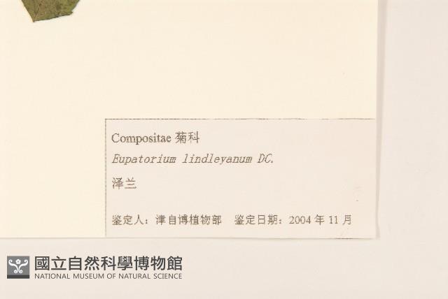 林氏澤蘭藏品圖，第3張