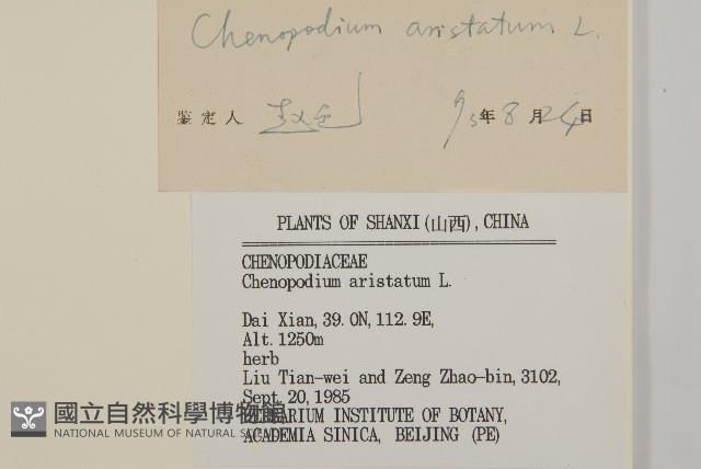 刺藜藏品圖，第3張