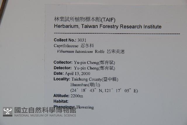 呂宋莢迷藏品圖，第2張