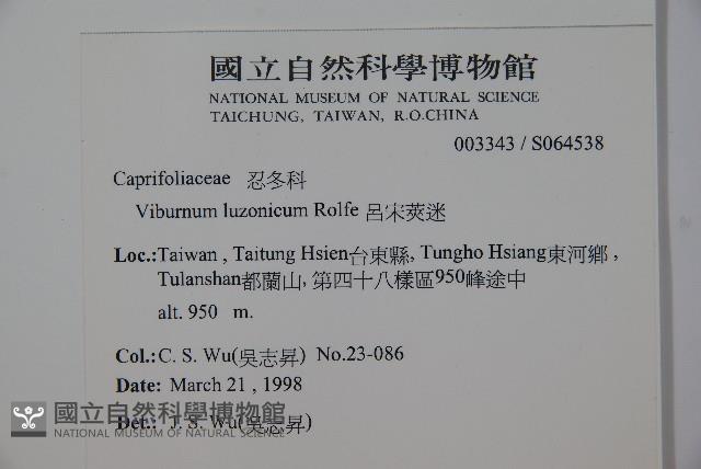 呂宋莢迷藏品圖，第2張