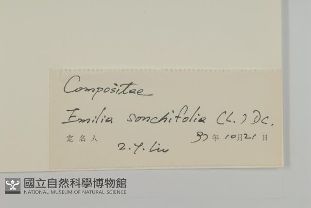 紫背草藏品圖，第3張