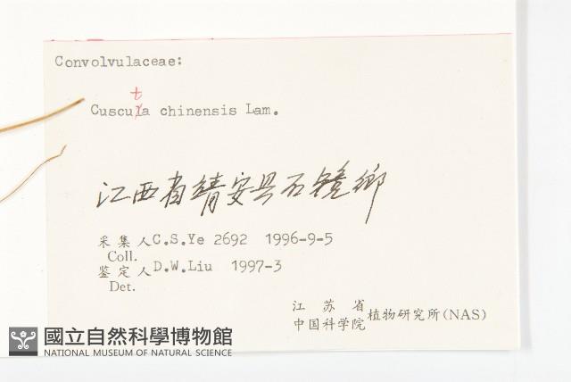 中國菟絲子藏品圖，第3張