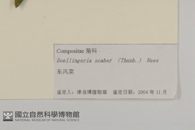 東風菜藏品圖，第3張