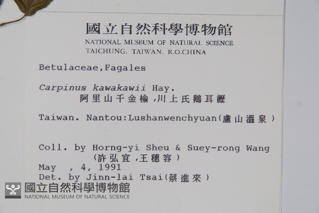 阿里山千金榆藏品圖，第2張