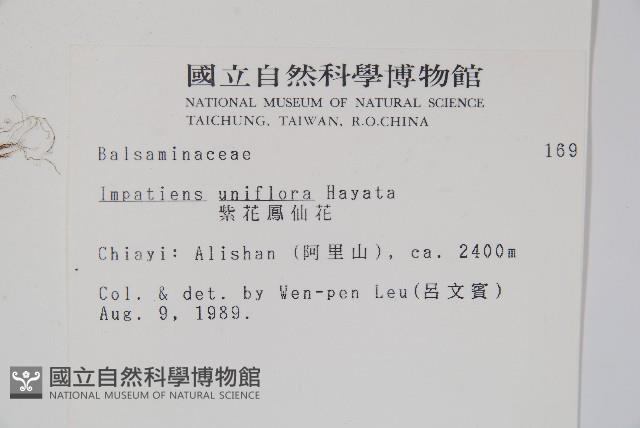 紫花鳳仙花藏品圖，第2張