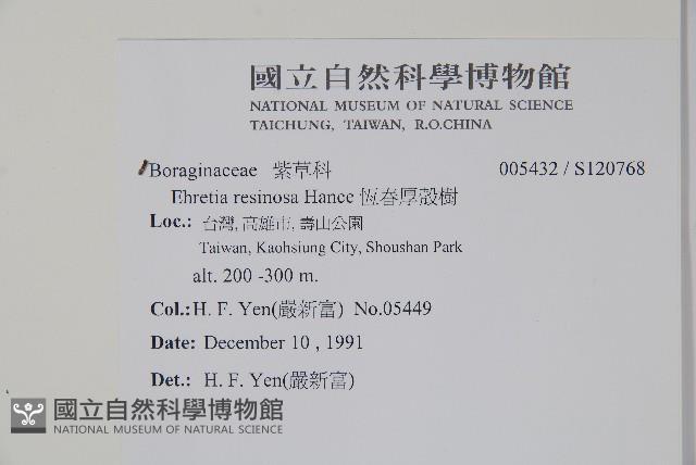 恆春厚殼樹藏品圖，第2張