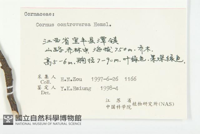 燈臺樹藏品圖，第3張