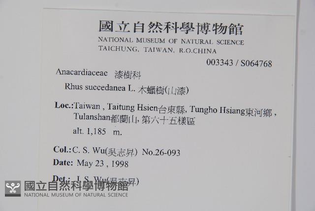 木蠟樹、山漆藏品圖，第2張