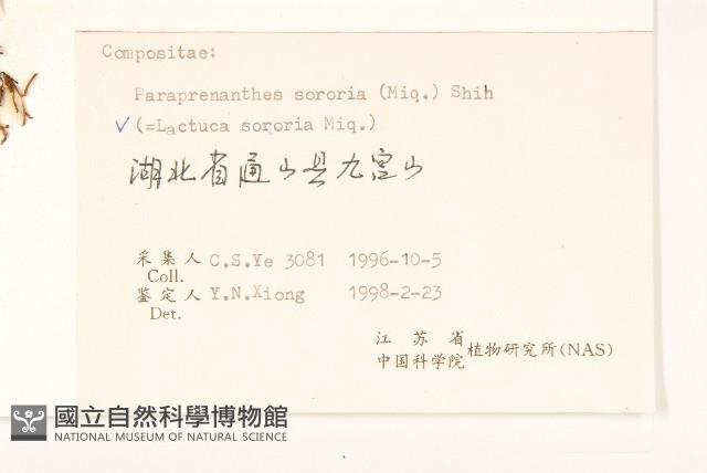 山萵苣藏品圖，第3張