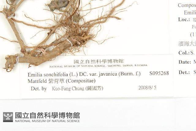 紫背草藏品圖，第3張