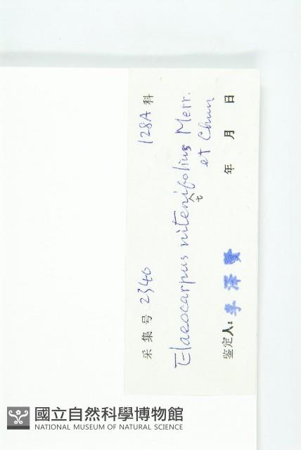 亮葉杜英藏品圖，第3張