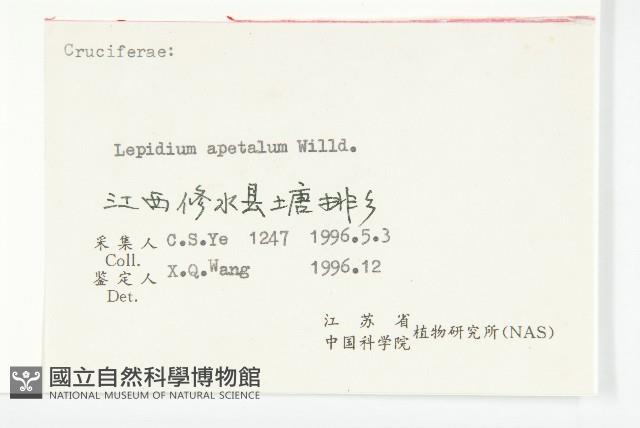 腺獨行菜藏品圖，第3張