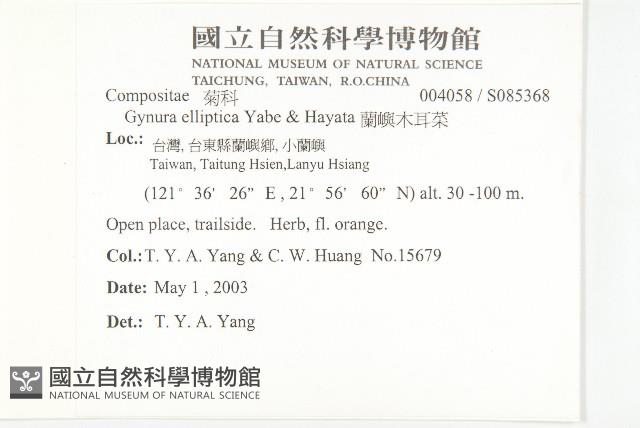 蘭嶼木耳菜藏品圖，第2張