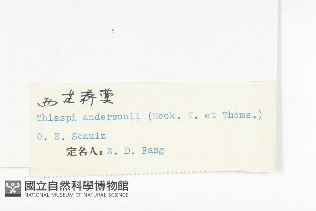 西藏菥蓂藏品圖，第3張