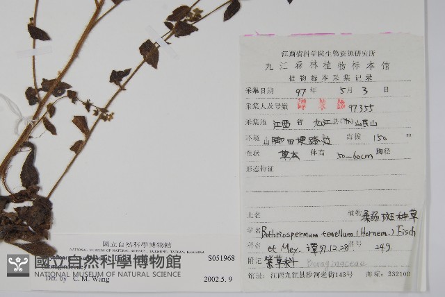 盾果草藏品圖，第2張