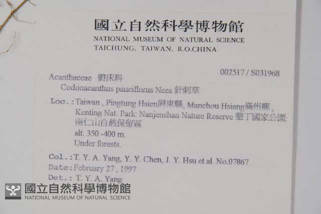 針刺草藏品圖，第2張