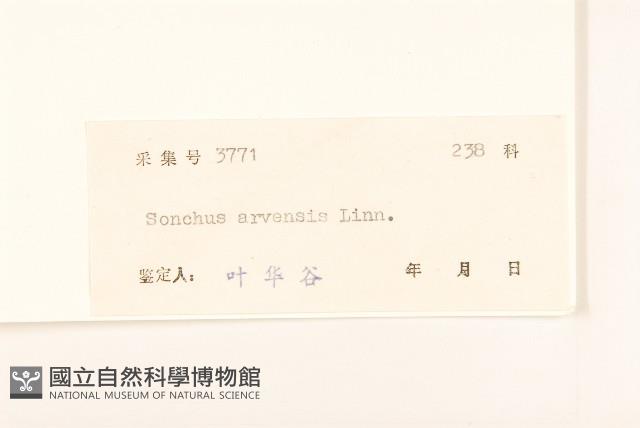 苦苣菜藏品圖，第3張