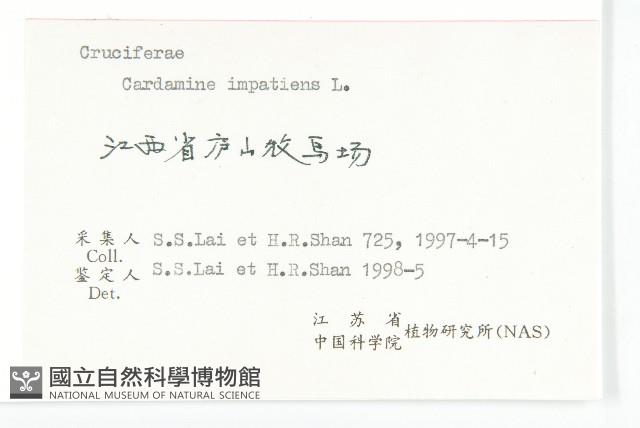 水花菜藏品圖，第3張