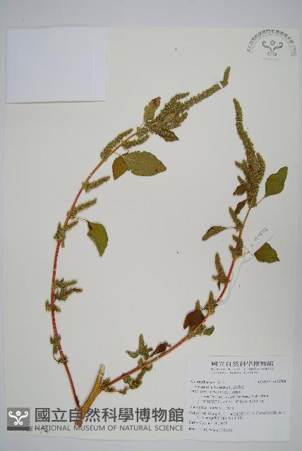 綠穗莧藏品圖，第3張