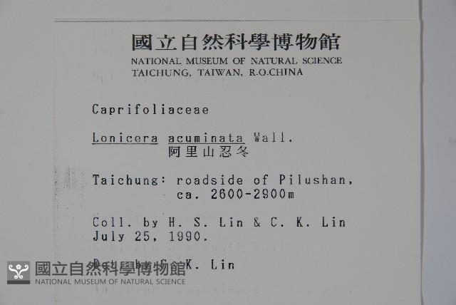 阿里山忍冬、漸尖葉忍冬藏品圖，第2張