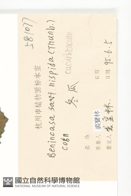 冬瓜藏品圖，第3張