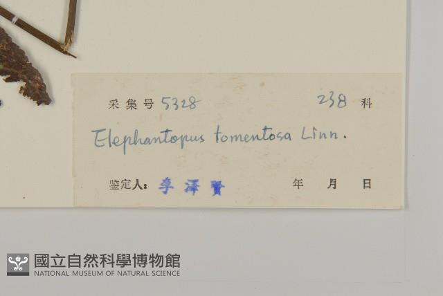 白花地膽草藏品圖，第3張