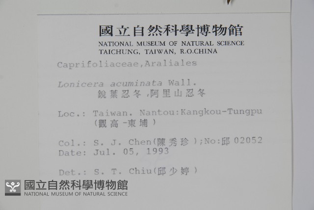 阿里山忍冬、漸尖葉忍冬藏品圖，第2張