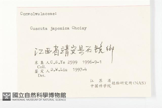 日本菟絲子藏品圖，第3張