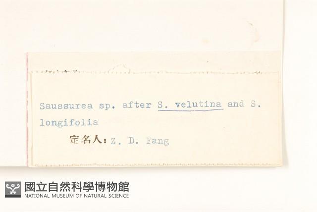 氈毛風毛菊藏品圖，第3張