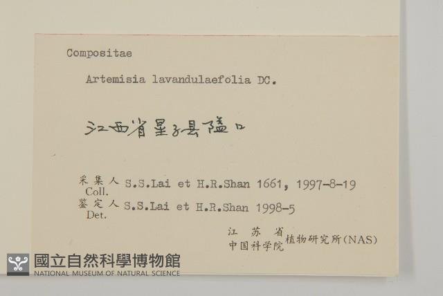 野艾蒿藏品圖，第3張