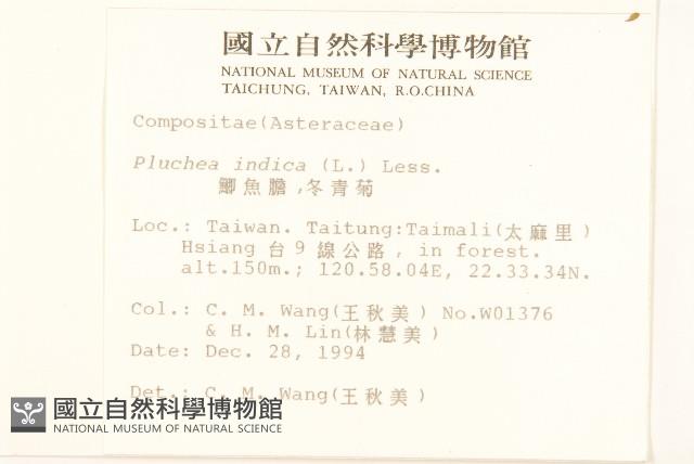 鯽魚膽、闊苞菊藏品圖，第2張