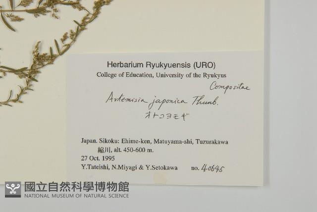 牡蒿藏品圖，第2張
