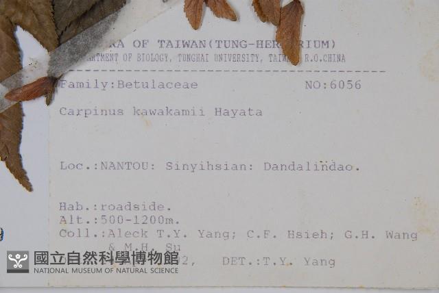 阿里山千金榆藏品圖，第2張