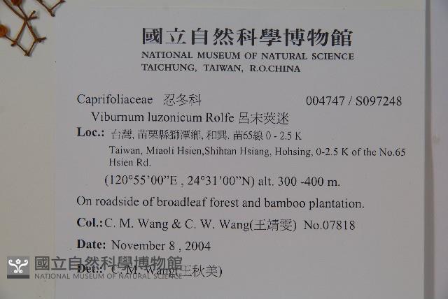 呂宋莢迷藏品圖，第2張