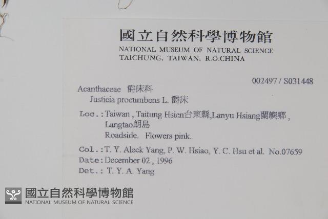 爵床藏品圖，第2張