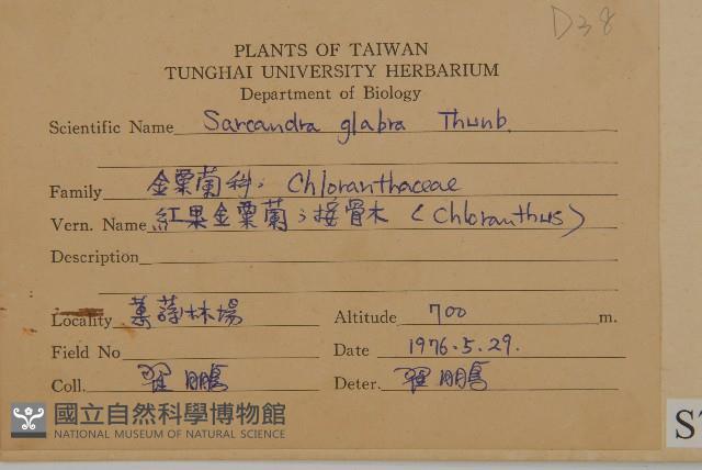 草珊瑚、紅果金粟蘭藏品圖，第2張