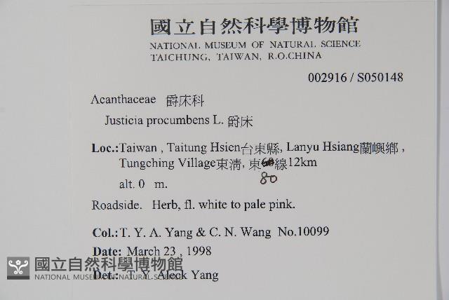 爵床藏品圖，第2張