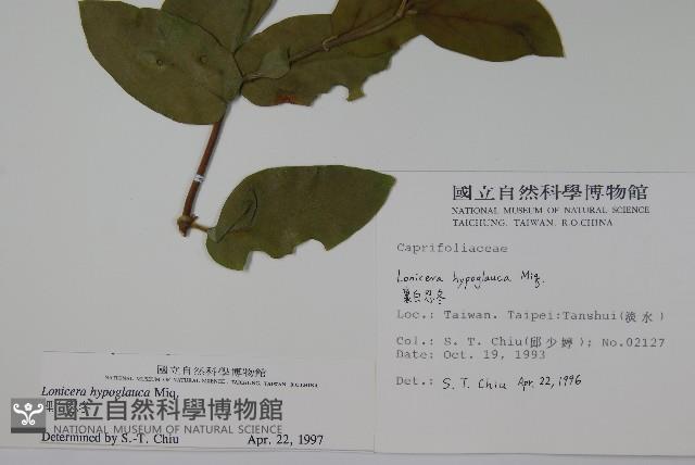 裡白忍冬、紅腺忍冬藏品圖，第2張