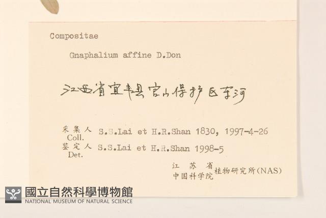 枇杷葉莢迷藏品圖，第3張