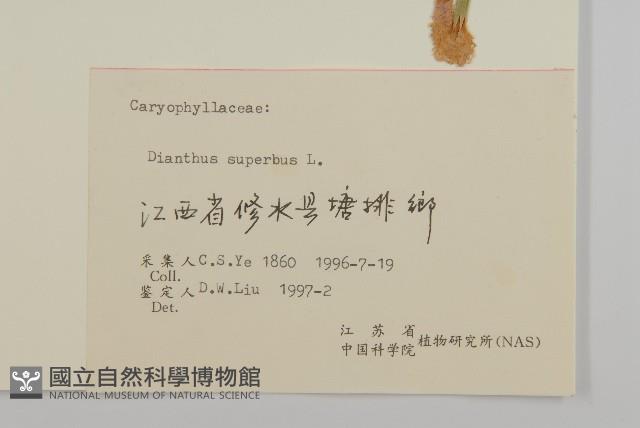 瞿麥藏品圖，第3張