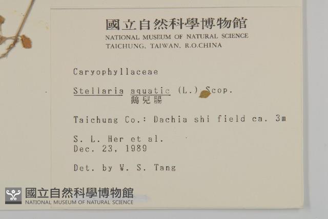 鵝兒腸藏品圖，第2張