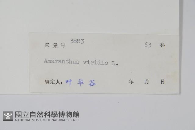 野莧菜藏品圖，第2張