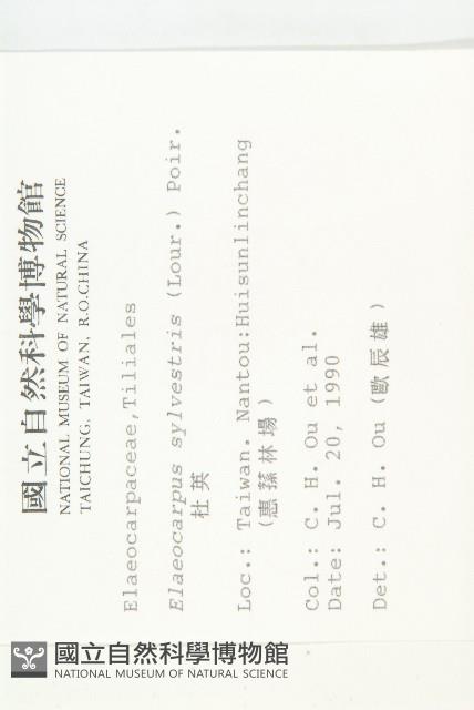 Common Elaeocarpus Collection Image, Figure 2, Total 2 Figures