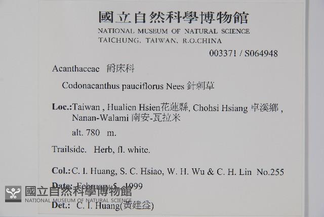 針刺草藏品圖，第2張