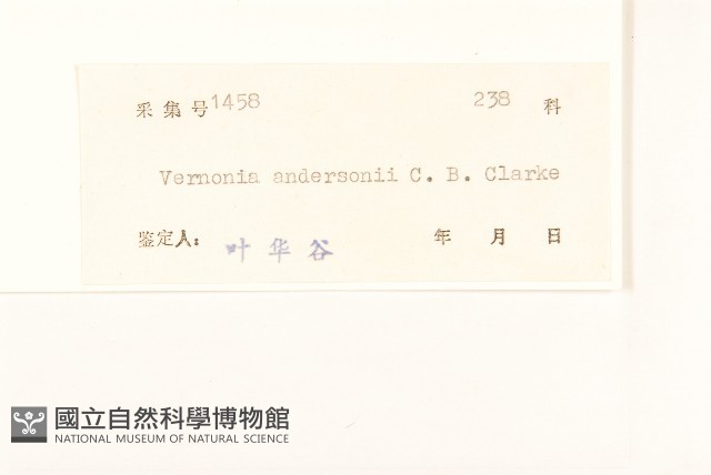 毒根斑鳩菊藏品圖，第3張