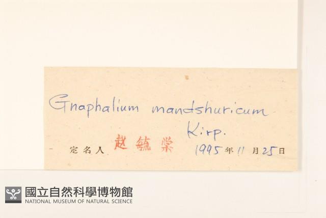 東北鼠麴草藏品圖，第3張