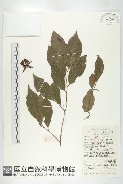 菱葉柿藏品圖，第3張